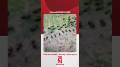 Yukarıda termitler, aşağıda karıncalar… Aralarında ise birer sıra “asker” yer