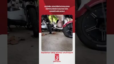 Kedinin, kendisini kovalayan köpeklerden kaçmak için verdiği mücadele! 📶https://kanal3.com.tr/ Sosyal