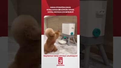 Mama otomatına mama konulmayan bir köpeğin tepkisi, sosyal medyada çok