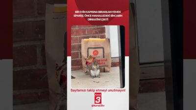 Bir evin kapısına bırakılan yemek siparişi, önce mahalledeki sincabın dikkatini