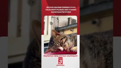 Bir polis aracının üzerinde uyuya kalan kediyi polisler, kedi uyanana