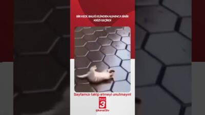 Kanal 3Çar, Mayıs 13, 2026 8:00amURL:Embed:Bir kedi, balığı elinden alınınca
