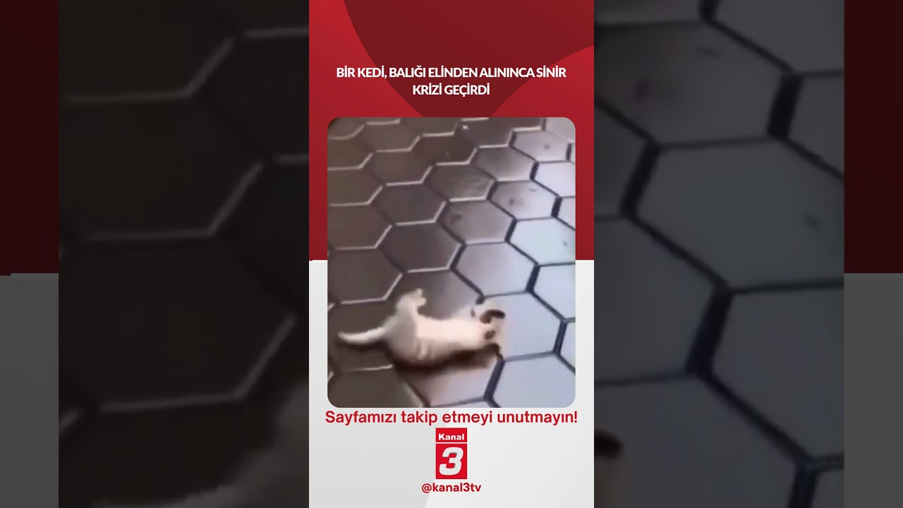 Bir kedi, balığı elinden alınınca sinir krizi geçirdi… 📶https://kanal3.com.tr/ Sosyal