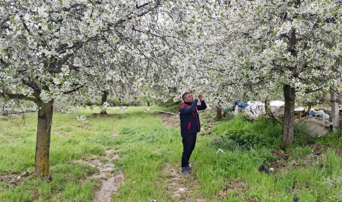 Afyonkarahisar’da zirai don uyarısının yapıldığı bölgelerde hasar tespit çalışması yapıldı.