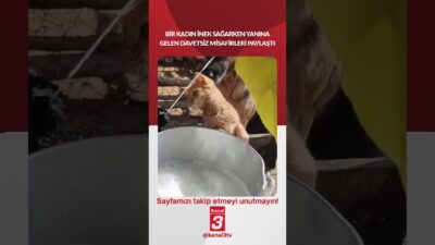 Bir kadın inek sağarken yanına gelen davetsiz misafirleri paylaştı… 📶https://kanal3.com.tr/