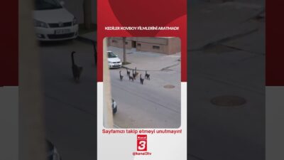 Kediler Kovboy Filmlerini Aratmadı! 📶https://kanal3.com.tr/ Sosyal Medya Hesaplarımızı Takip Ederek