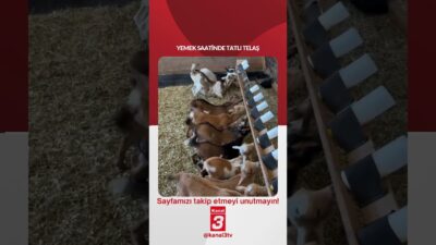 Yemek saatinde yaşanan tatlı telaş! 📶https://kanal3.com.tr/ Sosyal Medya Hesaplarımızı Takip