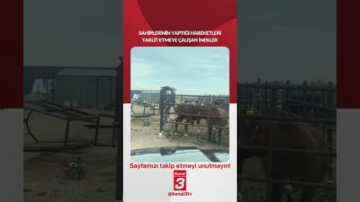 Sahiplerinin yaptığı hareketleri taklit etmeye çalışan inekler… 📶https://kanal3.com.tr/ Sosyal Medya