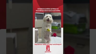 Veteriner kliniğine getirilen ve tedavisi için serum bağlanan köpek… 📶https://kanal3.com.tr/