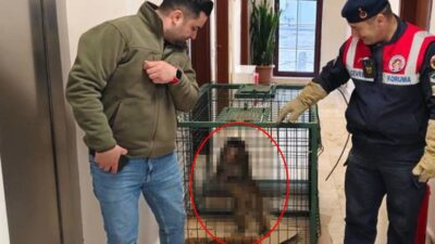 Yozgat’ın Sarıkaya ilçesinde bir vatandaşın köy yolunda ilerlerken rastladığı manzara,