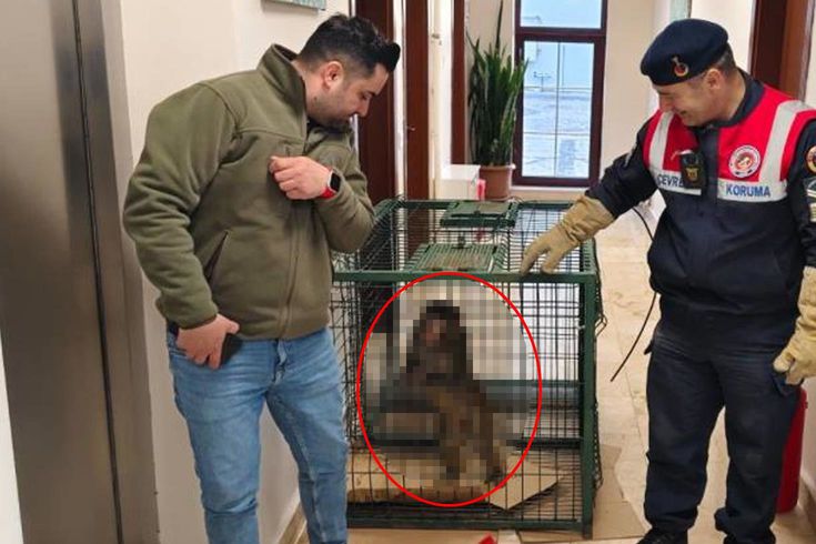 Yozgat’ın Sarıkaya ilçesinde bir vatandaşın köy yolunda ilerlerken rastladığı manzara,