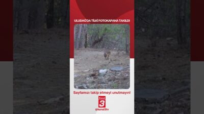 Kanal 3Çar, Mayıs 20, 2026 4:01pmURL:Embed:Uludağ’da tilki fotokapana takıldı… 📶https://kanal3.com.tr/