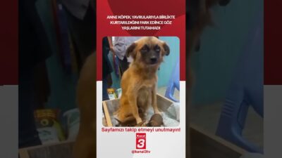 Anne köpek, yavrularıyla birlikte kurtarıldığını fark edince göz yaşlarını tutamadı…