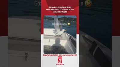 Bir balıkçı, teknesine binen martının zorla göz hakkı aldığı anları