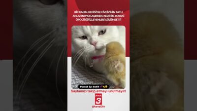 Kanal 3Pts, Mayıs 4, 2026 6:30amURL:Embed:Bir kadın, kedisiyle civcivinin tatlı