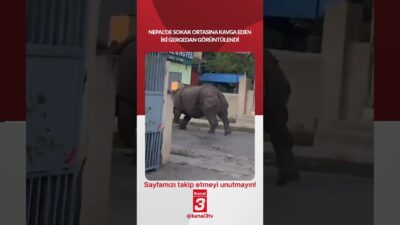 Nepal’de sokak ortasına kavga eden iki gergedan görüntülendi! 📶https://kanal3.com.tr/ Sosyal
