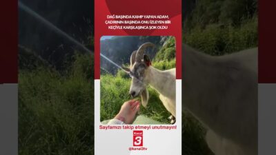 Dağ başında kamp yapan adam, çadırının başında onu izleyen bir
