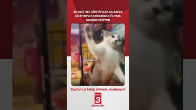 Kanal 3Paz, Haziran 21, 2026 2:00pmURL:Embed:Bu kedi her gün yiyecek