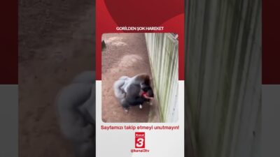 Kanal 3Per, Haziran 18, 2026 12:00pmURL:Embed:Gorilden şok hareket! 📶https://kanal3.com.tr/ Sosyal