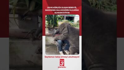 200 kg ağırlığa ulaşan bebek fil, bakıcısının hala kendisini kucağına