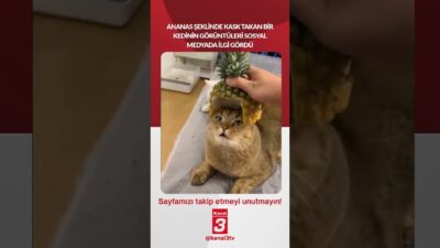Ananas şeklinde kask takan bir kedinin görüntüleri sosyal medyada ilgi