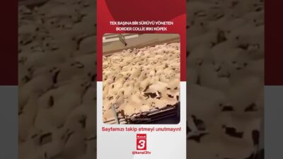 Kanal 3Cts, Haziran 13, 2026 4:00pmURL:Embed:Tek başına bir sürüyü yöneten