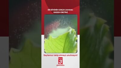 Kanal 3Çar, Haziran 17, 2026 12:00pmURL:Embed:Bir bitkinin gerçek zamanlı oksijen