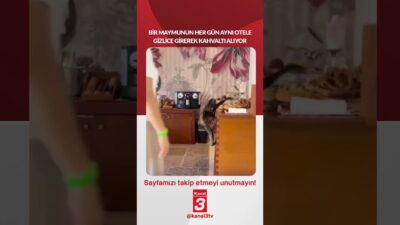 Kanal 3Çar, Haziran 17, 2026 2:00pmURL:Embed:Bir maymunun her gün aynı