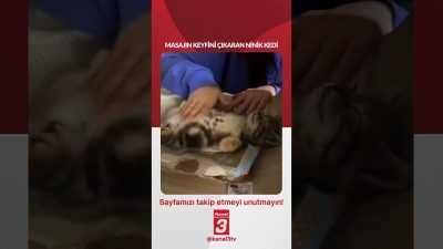 Kanal 3Cts, Haziran 27, 2026 4:00pmURL:Embed:Masajın keyfini çıkaran minik kedi…