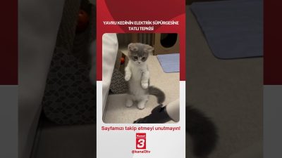 Yavru bir kedinin elektrik süpürgesine tatlı tepkisi… 📶https://kanal3.com.tr/ Sosyal Medya