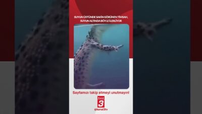 Suyun üstünde sakin görünen timsah, suyun altında böyle ilerliyor! 📶https://kanal3.com.tr/