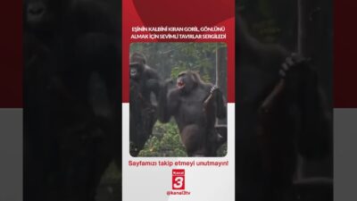 Kanal 3Paz, Haziran 14, 2026 4:00pmURL:Embed:Eşinin kalbini kıran goril, gönlünü