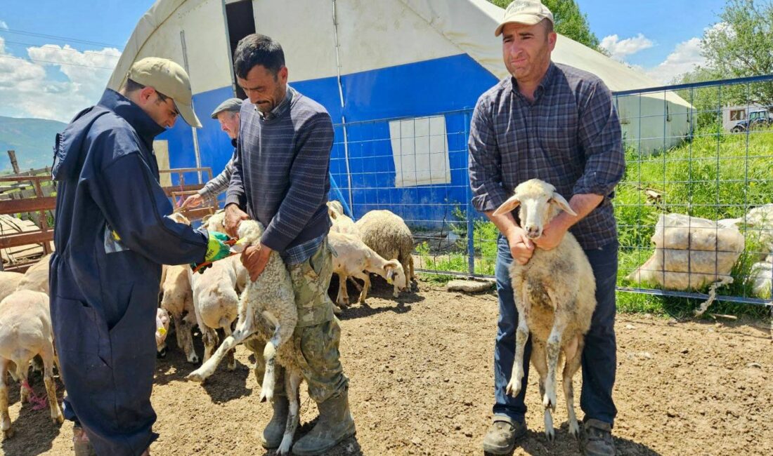 Afyonkarahisar’ın Çay ve Sultandağı ilçelerinde küçükbaş hayvanlara yönelik aşılama, küpeleme,