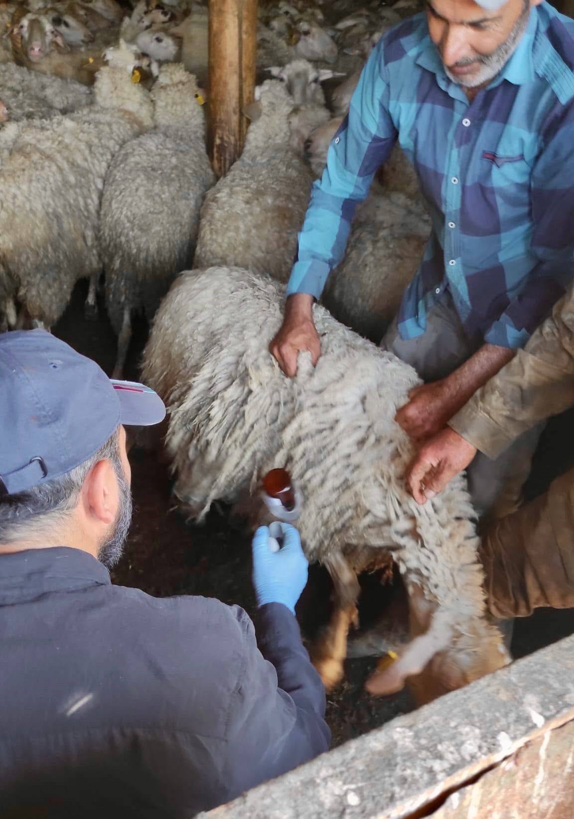 Ahırda hareketli dakikalar! Bolvadin'de gizemli hastalıkların önüne geçiliyor 2 Ahırda hareketli dakikalar! Bolvadin'de gizemli hastalıkların önüne geçiliyor