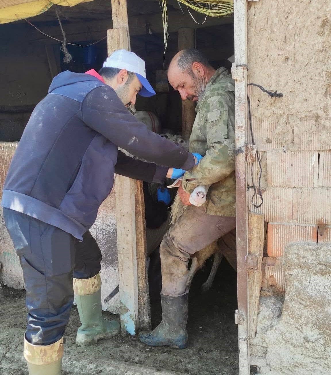 Ahırda hareketli dakikalar! Bolvadin'de gizemli hastalıkların önüne geçiliyor 1 Ahırda hareketli dakikalar! Bolvadin'de gizemli hastalıkların önüne geçiliyor