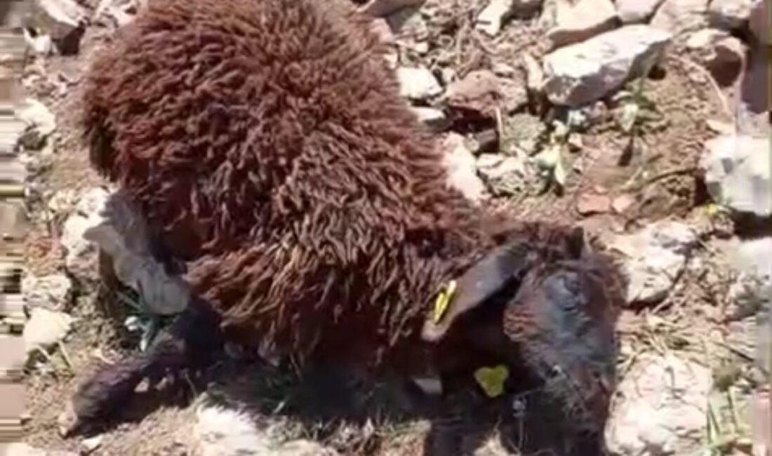 Hakkari’nin Yüksekova ilçesinde hayvancılıkla geçimini sağlayan köylüler, gece yarısı yaşanan