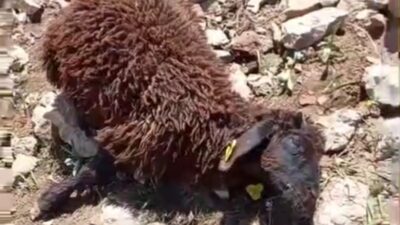 Hakkari’nin Yüksekova ilçesinde hayvancılıkla geçimini sağlayan köylüler, gece yarısı yaşanan