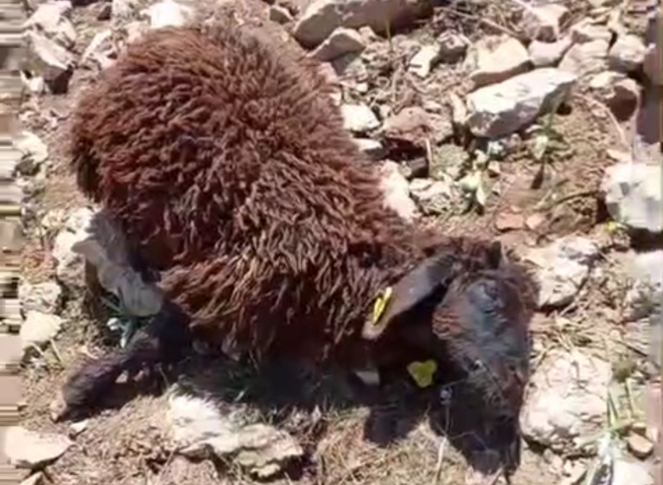 Hakkari’nin Yüksekova ilçesinde hayvancılıkla geçimini sağlayan köylüler, gece yarısı yaşanan