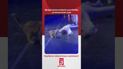 Kanal 3Cts, Haziran 13, 2026 12:00pmURL:Embed:Bir kedi, devam etmekte olan