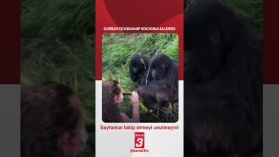 Gorilin eşi kıskanıp kocasına saldırdı! 📶https://kanal3.com.tr/ Sosyal Medya Hesaplarımızı Takip