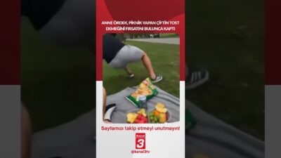 Anne ördek, piknik yapan çiftin tost ekmeğini fırsatını bulunca kaptı…