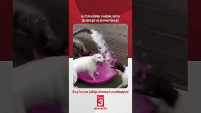 Kanal 3Pts, Haziran 29, 2026 4:00pmURL:Embed:İki tür köpek vardır: suyu