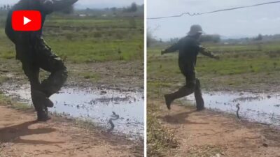 Dünyanın en zehirlilerinden olan kobra yılanına tekme atan adam görenleri