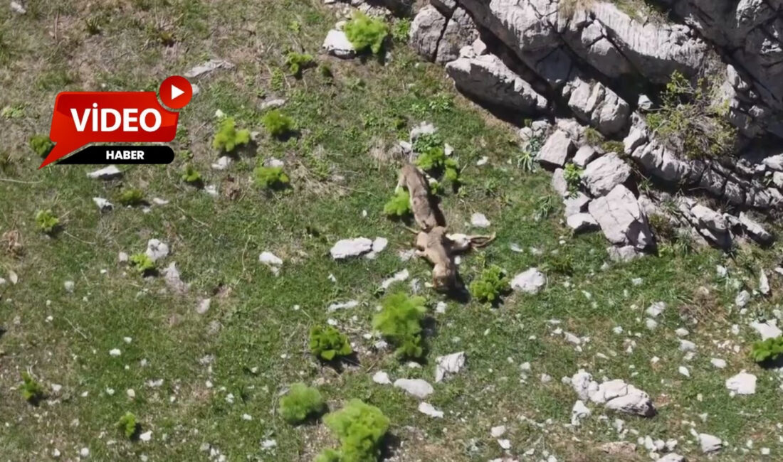 Tunceli'nin Ovacık ilçesinde kurtların çengel boynuzlu dağ keçisini avlama anı