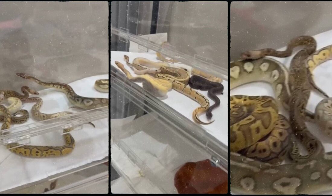 İstanbul'da gizlice işletilen bir yılan üretim hanesine düzenlenen baskın, duyanları