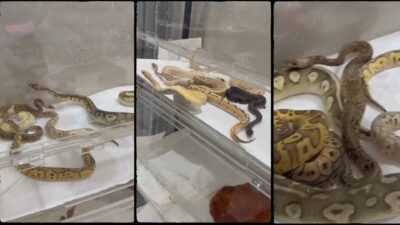 İstanbul'da gizlice işletilen bir yılan üretim hanesine düzenlenen baskın, duyanları