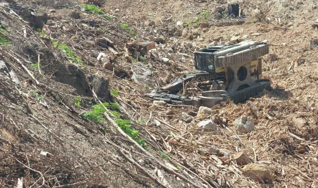 Antalya’nın Gazipaşa ilçesinde bulunan bir orman kesim sahasında yürekleri burkan