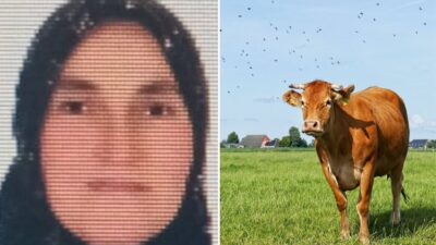 Ordu’nun Aybastı ilçesinde kırsal alanda hayvanlarını otlattığı sırada bir ineğin