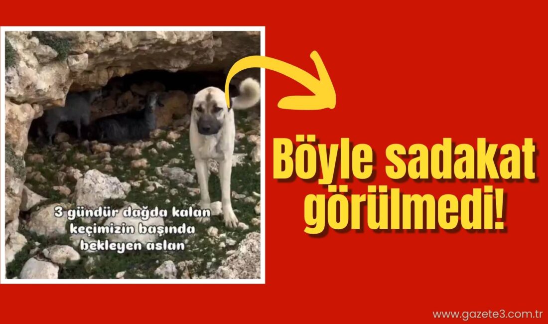 Anadolu insanının en büyük yardımcısı ve koruyucusu olan Kangal köpeğinin