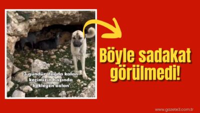 Anadolu insanının en büyük yardımcısı ve koruyucusu olan Kangal köpeğinin